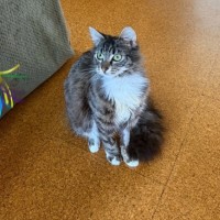 Photo of Peaches   In Foster Care In Doncaster