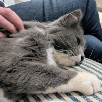 Photo of Baby Boy Blue