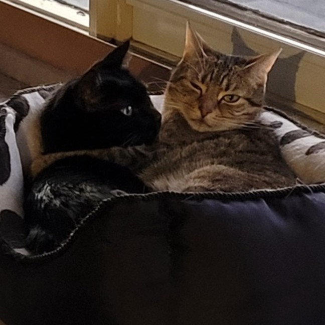 Photo of Sara & Marley