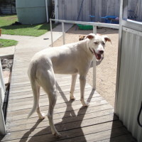 Photo of Smokey