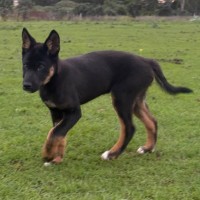 Photo of Neville