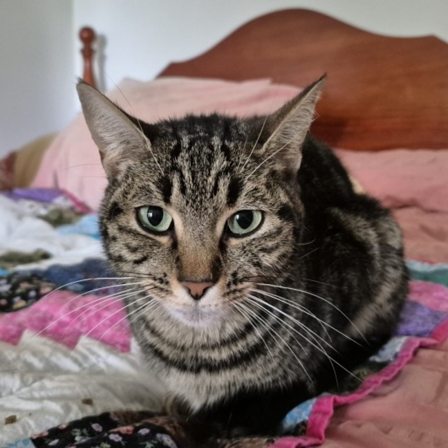 Photo of Abbey **2nd Chance Cat Rescue**