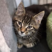 Photo of Tiger