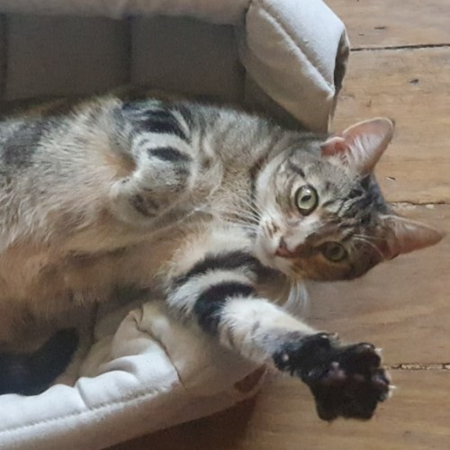 Quincy - Domestic Short Hair (DSH) Cat
