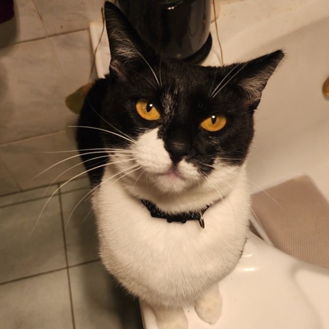 Photo of Tippy