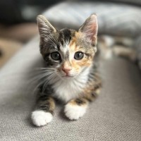 Photo of Piper 😽😽😽🌸