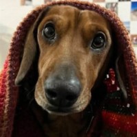 Photo of Snickers