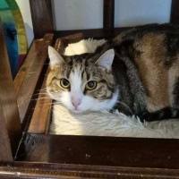 Photo of Honey Bunny ** 2nd Chance Cat Rescue **