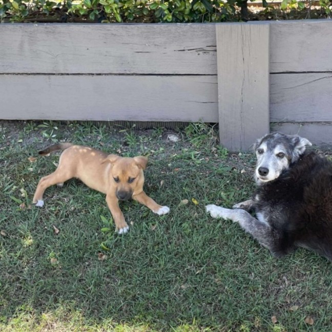 Photo of Maple