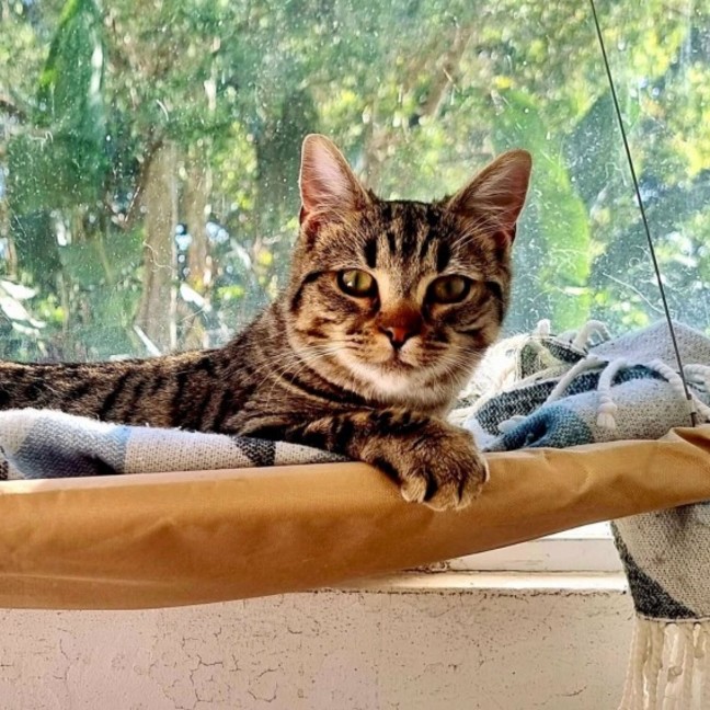 Photo of Pretzel 
