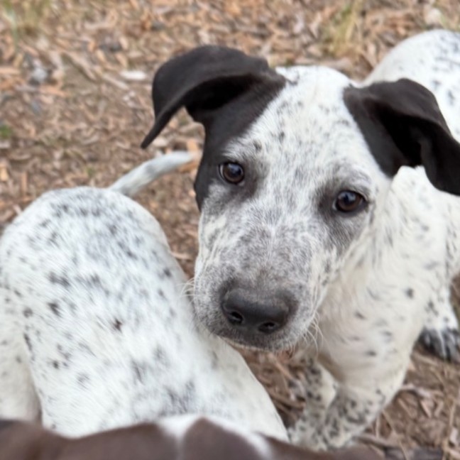 Photo of Casper (Bessie's Puppy)