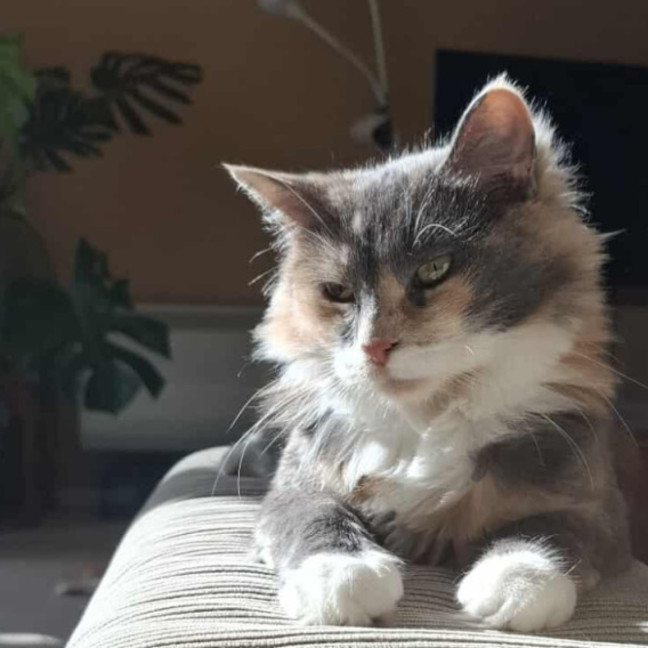 Photo of Tiramisu 😸