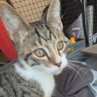 Photo of Thomas