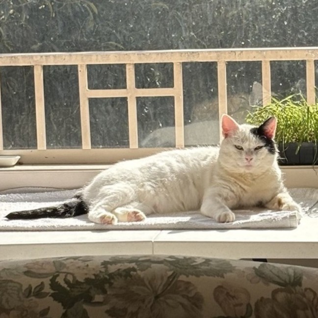 Photo of Horace & Blackie 