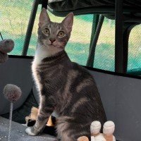 Photo of Katniss**2nd Chance Cat Rescue**