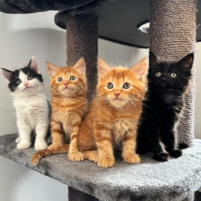 Photo of Benny & Gatsby