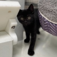 Photo of Hex