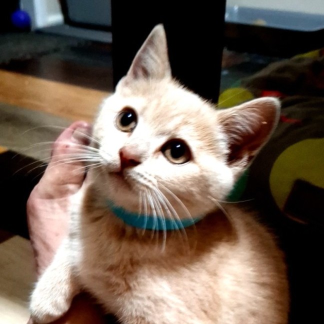 Photo of Archie