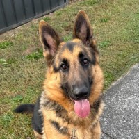 Photo of Bear