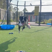 Photo of Cookie Imp 1421