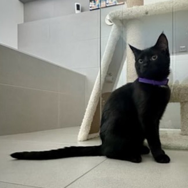 Photo of Olly **2nd Chance Cat Rescue **