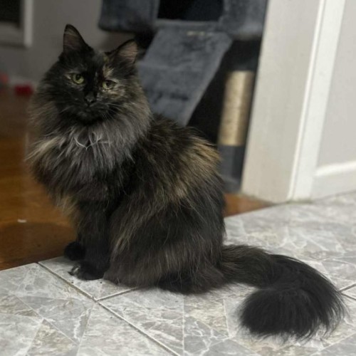 Mariska and Antoni ❣️❣️ - Domestic Medium Hair Cat