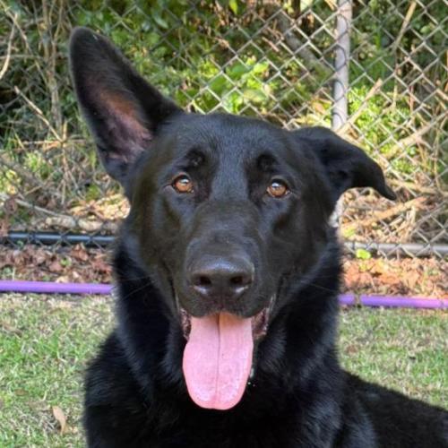 Yankee - German Shepherd Dog