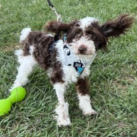 Photo of Charlie 