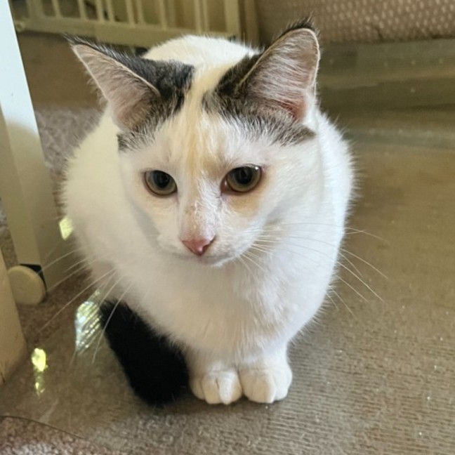 Photo of Chai Latte *9 Lives Project Rescue*