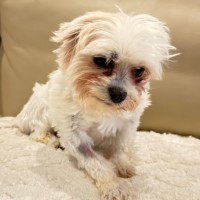 Photo of Bruno