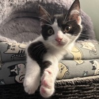 Photo of Squeaky Girl