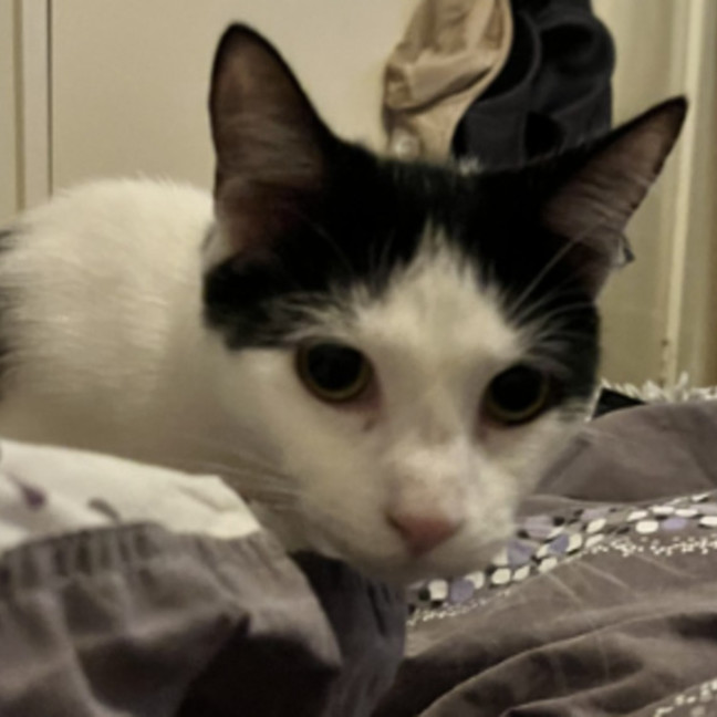 Photo of Blackjack *9 Lives Project Rescue*