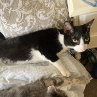 Photo of Bessie *9 Lives Project Rescue*