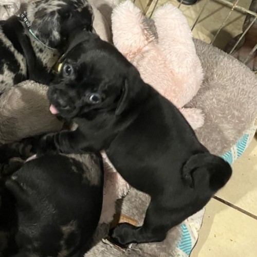 Ruby - Pug x Dachshund (Miniature) Dog