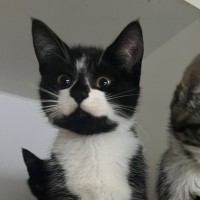 Photo of Chaplin 
