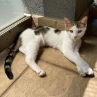 Photo of Snickers