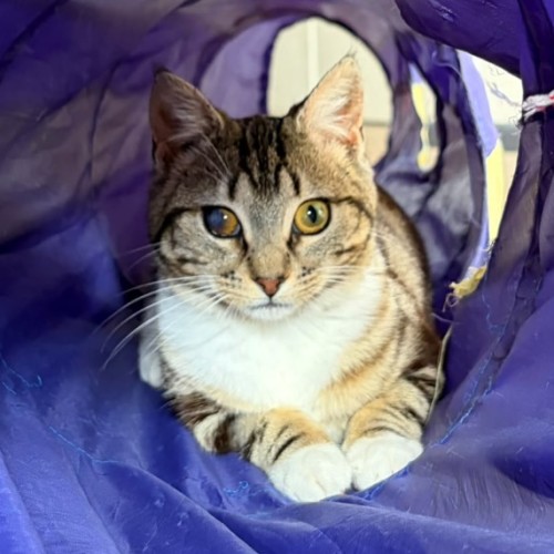 Gabby - Domestic Short Hair (DSH) Cat