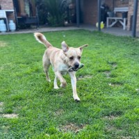 Photo of Tracer