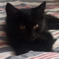 Photo of Bishop ^^Dandy Cat Rescue^^