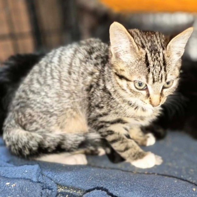 Photo of Gum ** 2nd Chance Cat Rescue**