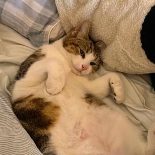 Pickles - Domestic Short Hair (DSH) Cat