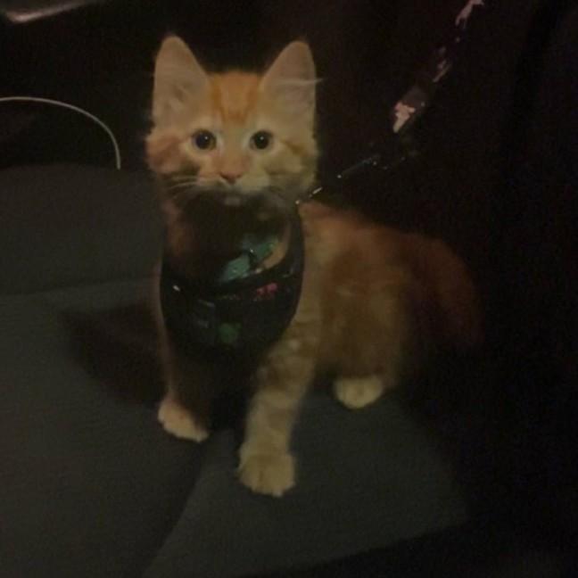 Photo of Mufasa   Located In Pakenham