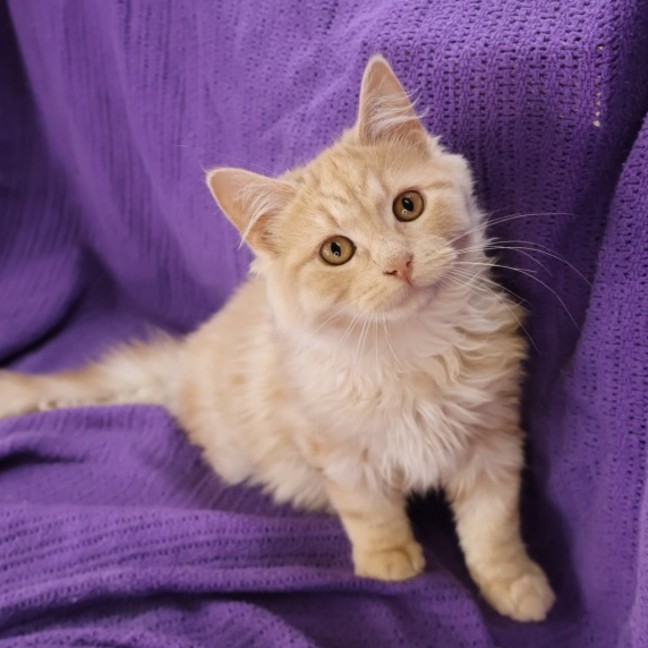 Photo of Chekov