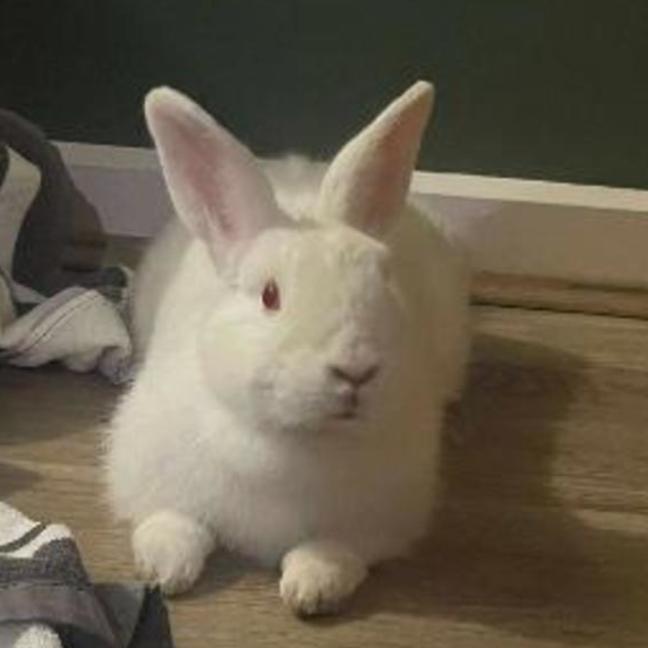 Photo of Happy Gizmo