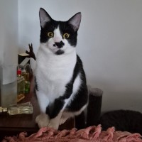 Photo of April**2nd Chance Cat Rescue**