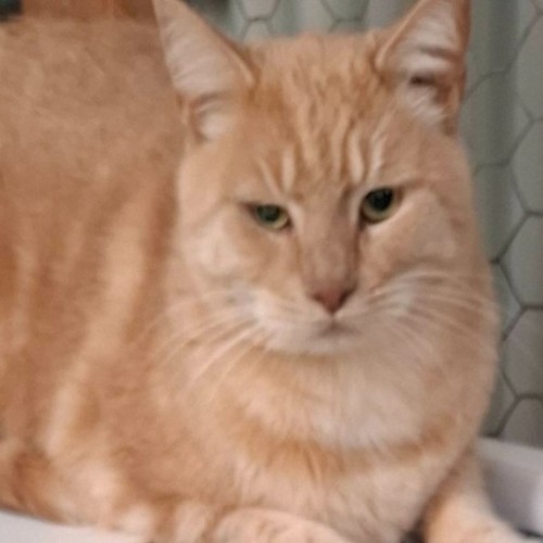 Ollie - Domestic Short Hair (DSH) Cat