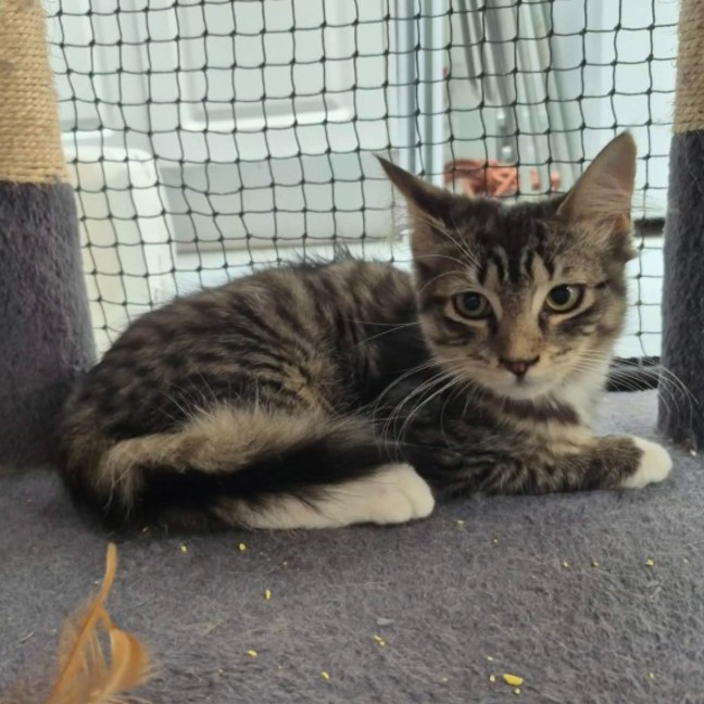 Photo of Vinnie ** 2nd Chance Cat Rescue **