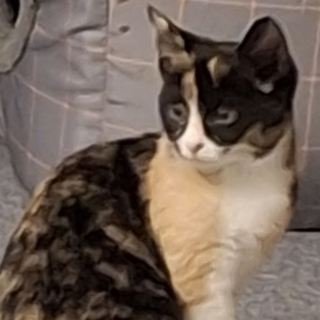 Photo of Callie