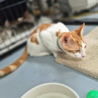 Photo of Jonas ** 2nd Chance Cat Rescue**