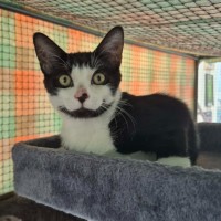 Photo of Pepito ** 2nd Chance Cat Rescue **